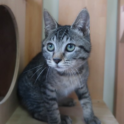 (福岡県福岡市)東部動物愛護センター ｃ3219