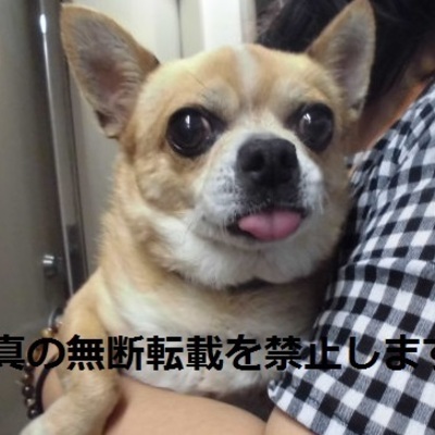 久留米市動物管理センター 2015