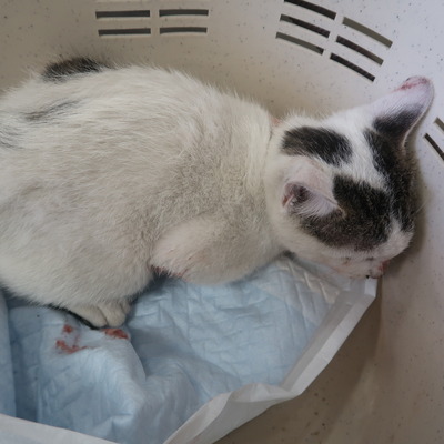 (福岡県福岡市)東部動物愛護センター ｃ3347