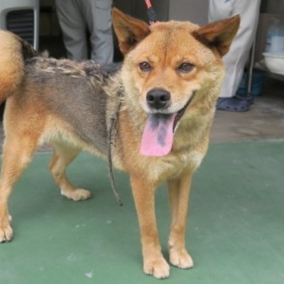 (福岡県福岡市)東部動物愛護センター d1385