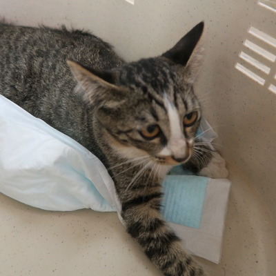 (福岡県福岡市)東部動物愛護センター c3353