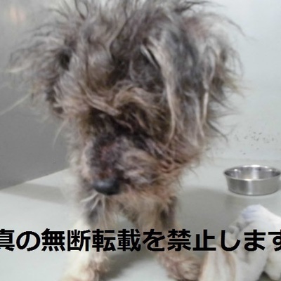 久留米市動物管理センター2017