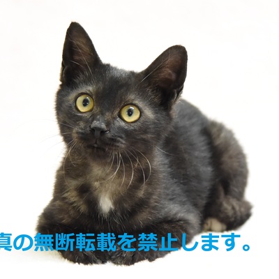久留米市動物管理センター J20009