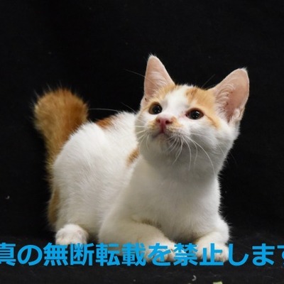 久留米市動物管理センター J20010