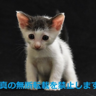 久留米市動物管理センター J20012