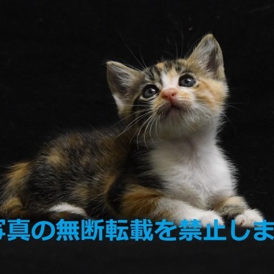 久留米市動物管理センター J20013