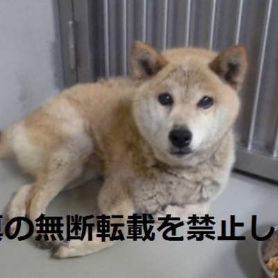 久留米市動物管理センター2018
