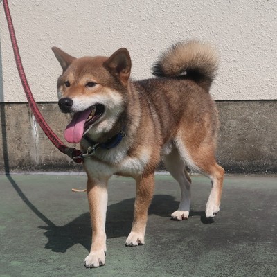(福岡県福岡市)東部動物愛護センター d1387