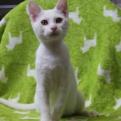 北九州市保健福祉局保健医療部動物愛護センターF15111