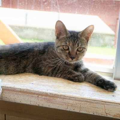 (福岡県福岡市)東部動物愛護センター ｃ3225