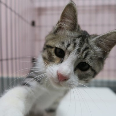 (福岡県福岡市)東部動物愛護センター ｃ3273