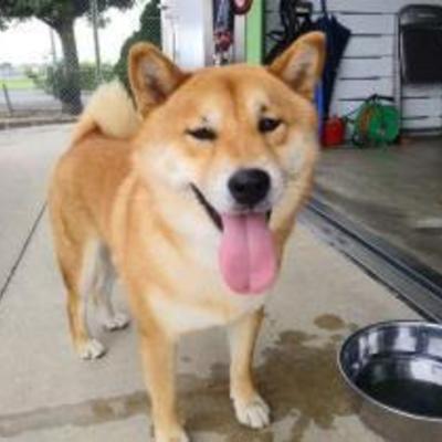 大牟田市動物管理センター（令和2年8月27日保護分）