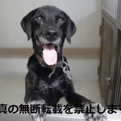 久留米市動物管理センター 保護犬番号 2022　