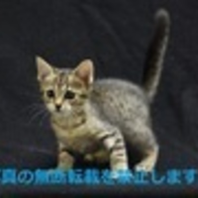 久留米市動物管理センター J20014