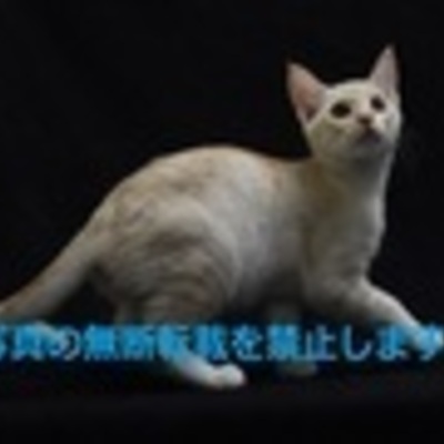 久留米市動物管理センター J20015