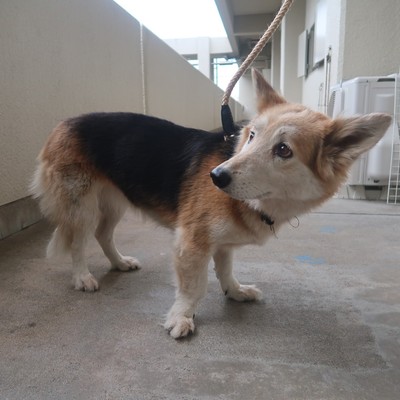 (福岡県福岡市)東部動物愛護センター d1393