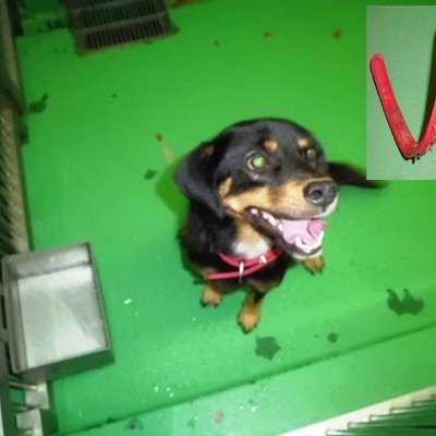 福岡県動物愛護センターNo.6187