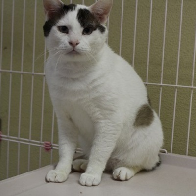 北九州市保健福祉局保健医療部動物愛護センター　Ｂ19474