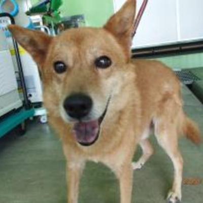 大牟田市動物管理センター（10月6日保護分）
