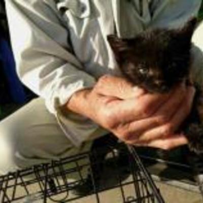 大牟田市動物管理センター（令和2年10月26日保護分）