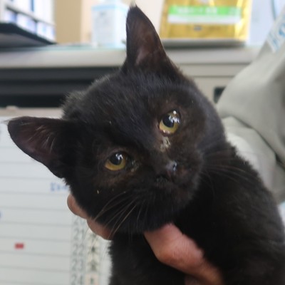 (福岡県福岡市)東部動物愛護センター ｃ3444