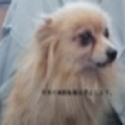 久留米市動物管理センター 保護犬番号2040　