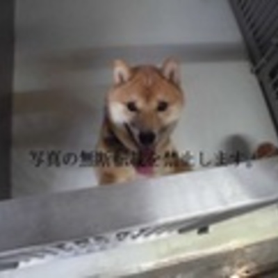 久留米市動物管理センター　2041