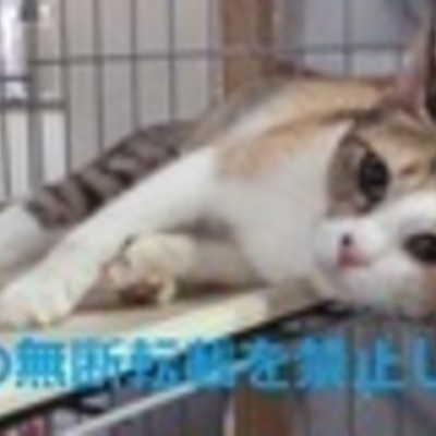 久留米市動物管理センター J20018