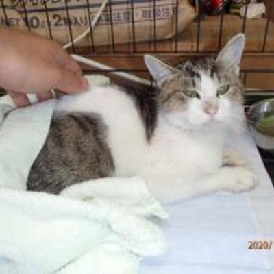 大牟田市動物管理センター（令和2年11月日保護分）