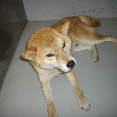 久留米市動物管理センター27039