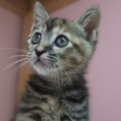 福岡市東部動物愛護管理センター　ｃ3424