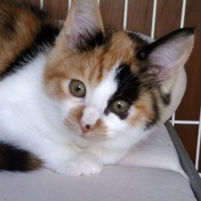 福岡市東部動物愛護管理センター　TC007