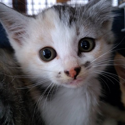 福岡市東部動物愛護管理センター　TC008