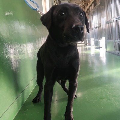 福岡市東部動物愛護管理センター　ｄ1421