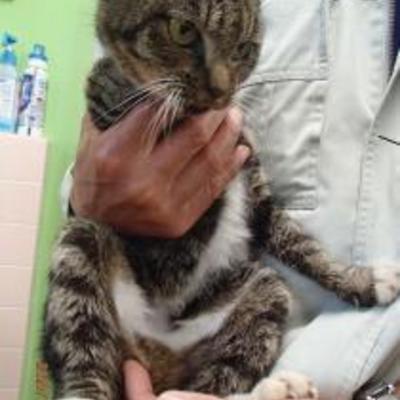 大牟田市動物管理センター（令和2年11月9日保護分）