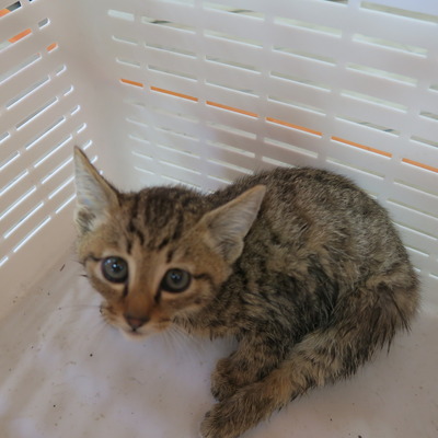 (福岡県福岡市)東部動物愛護センター ｃ3454
