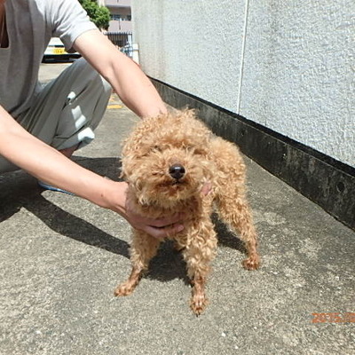 福岡県動物愛護センターNo.6191
