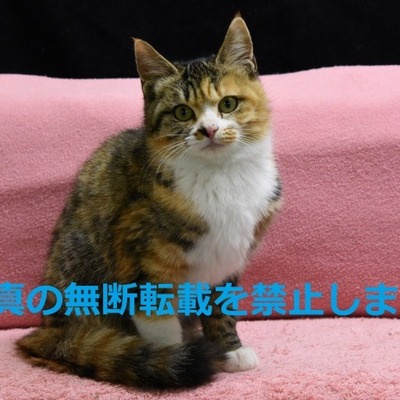 久留米市動物管理センター J20027