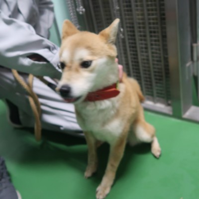 (福岡県福岡市)東部動物愛護センター d1433