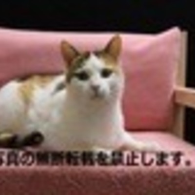 久留米市動物管理センター J20030