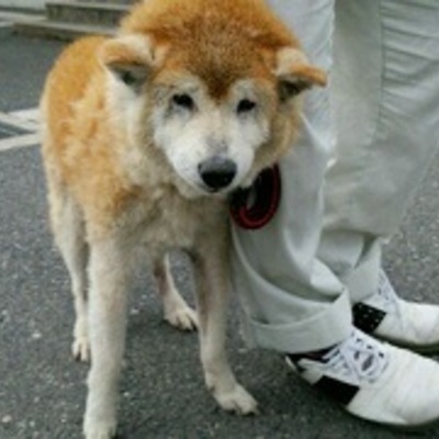 福岡県動物愛護センターNo.6194