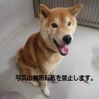 久留米市動物管理センター 　保護犬番号2049