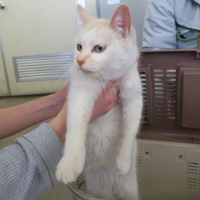 東部動物愛護管理センター c3464