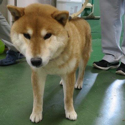 東部動物愛護管理センター d1443