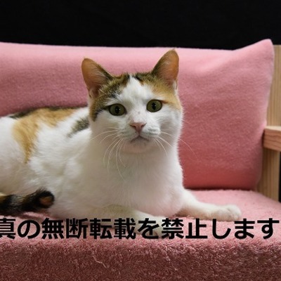久留米市動物管理センター J20030