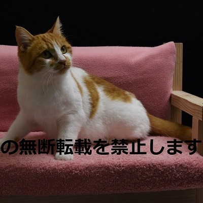 久留米市動物管理センター J20031