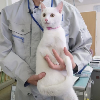 東部動物愛護管理センター c3467
