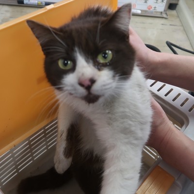 東部動物愛護管理センター c3473