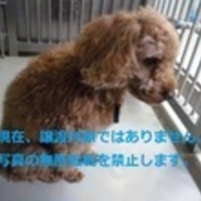 久留米市動物管理センター 2054