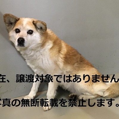 久留米市動物管理センター2055